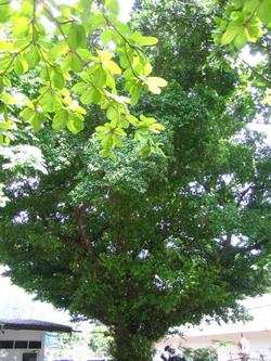 BIG TREE.jpg