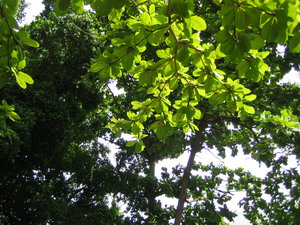 BIG TREE2.jpg