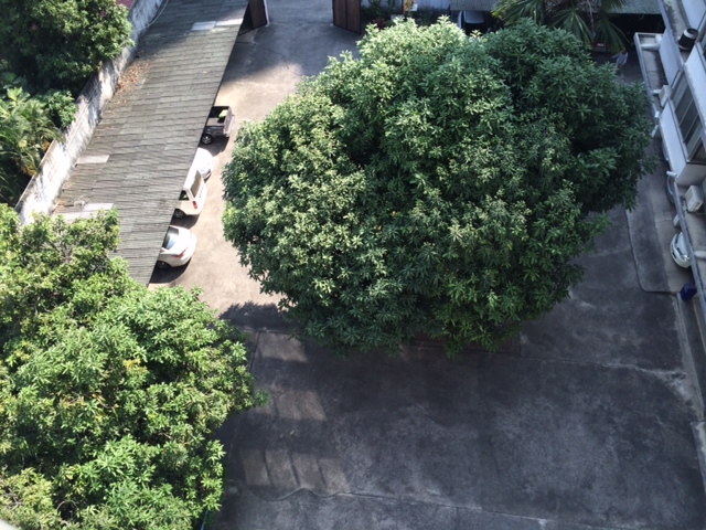 BigTree_140102.JPG