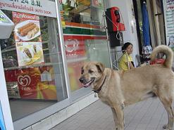 DOG@SEVEN.JPG
