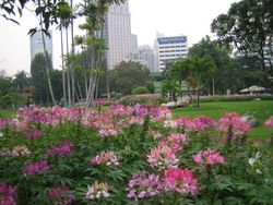 LUMPINI@16Sep07.jpg