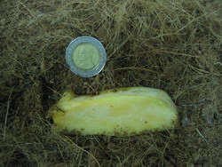 Mango1.jpg