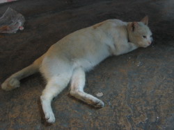 OYAJINEKO.jpg