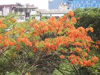 Orange Tree.JPG