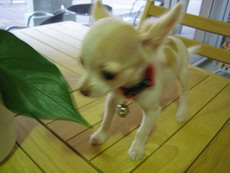 Q-chan3.jpg