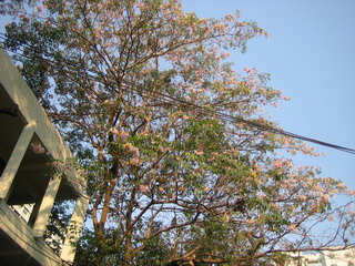 Sakura@19Mar07-2.jpg