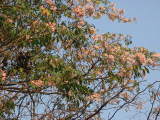 Sakura@19Mar07.jpg