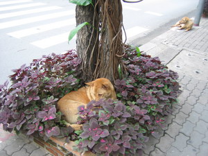 WANKO@14May07.jpg