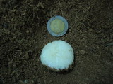 YASHIGARA-KAONIAW.jpg