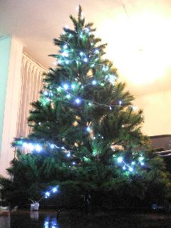big tree2.JPG