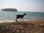 goat150.jpg