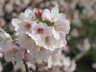 himeji-sakura1.JPG