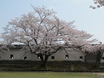 himeji-sakura2.JPG