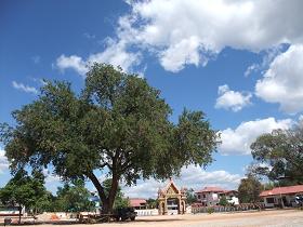 makam tree.JPG