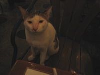 meaw-1.jpg