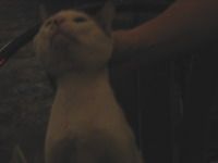 meaw-4.jpg
