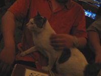 meaw-5.jpg