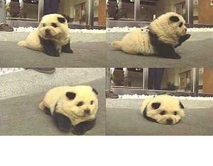 pandainu-300.jpg
