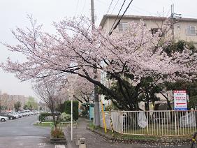 sakura-takatsuki110408.JPG