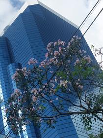 sakura09.JPG