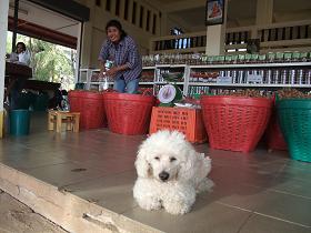 wanko@makam.JPG