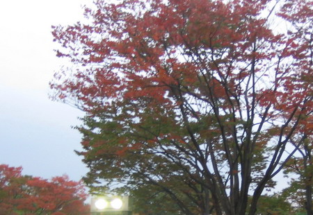 yoyogi park3-450.jpg